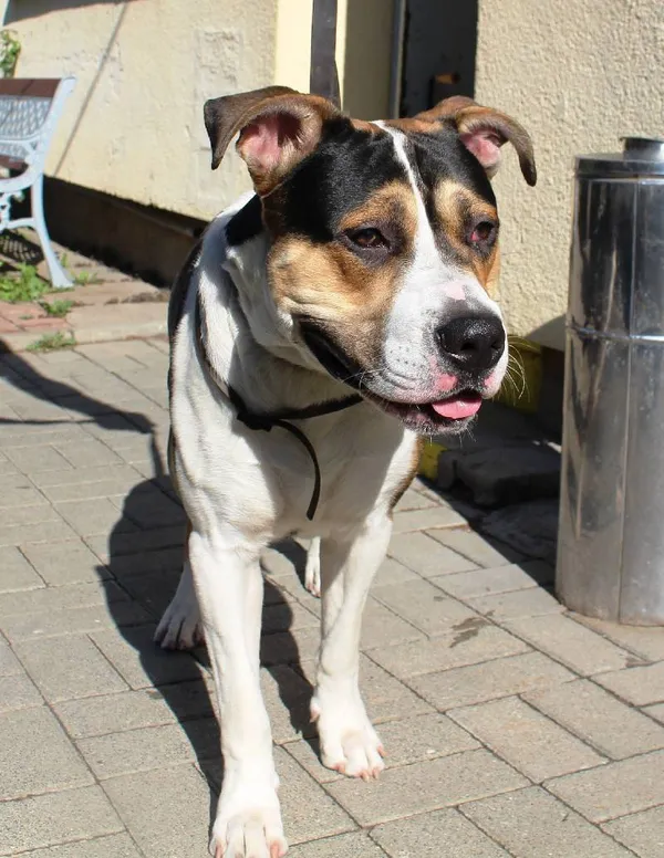 Znaleziono psa, Łódź, 31 lipca 2022 (5/8)