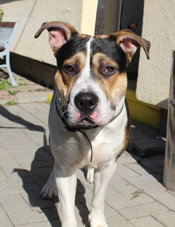 Znaleziono psa, Łódź, 31 lipca 2022 (6/8)