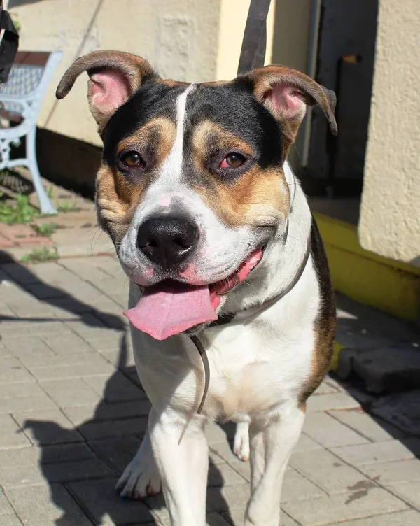 Znaleziono psa, Łódź, 31 lipca 2022 (7/8)