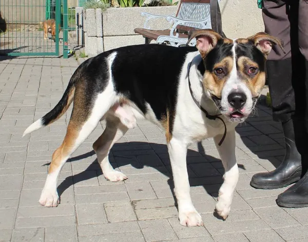 Znaleziono psa, Łódź, 31 lipca 2022 (8/8)