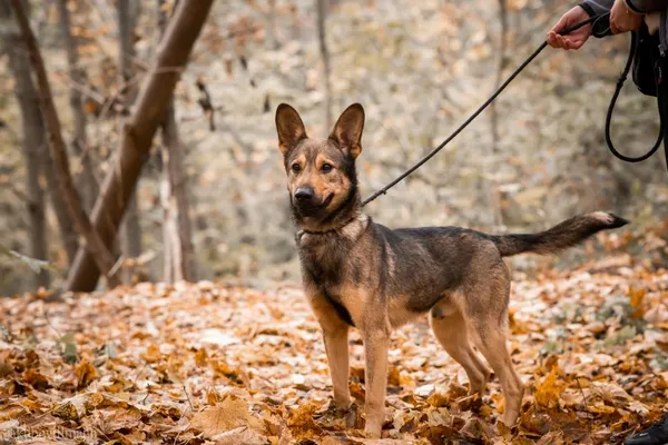 Znaleziono psa, Toruń, 17 czerwca 2022