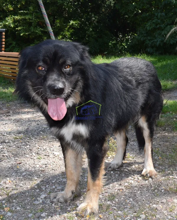 Znaleziono psa, Szczecin, 21 lipca 2022