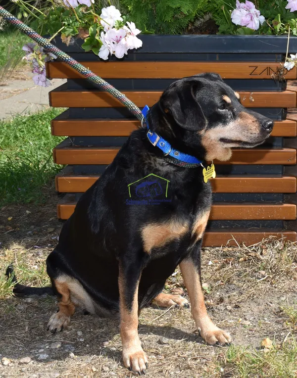 Znaleziono psa, Szczecin, 20 lipca 2022 (1/2)