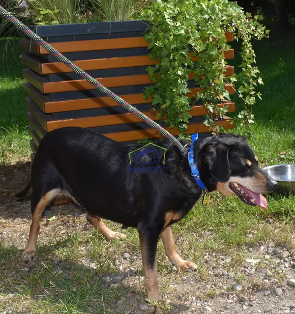 Znaleziono psa, Szczecin, 20 lipca 2022 (2/2)