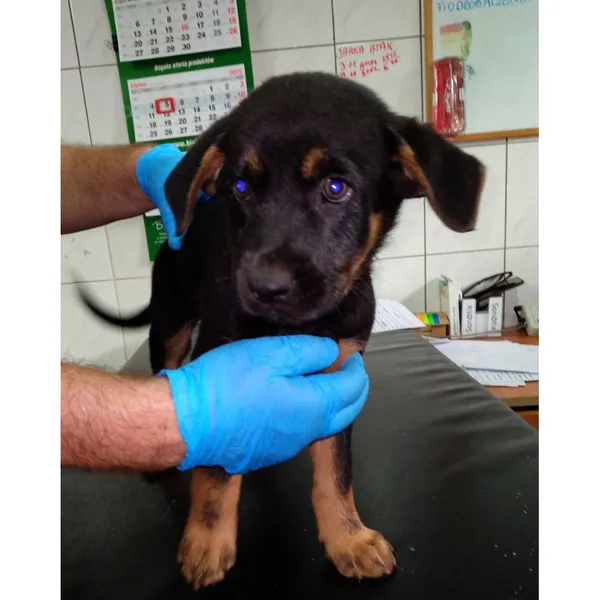 Znaleziono psa, Białystok, 5 lipca 2022