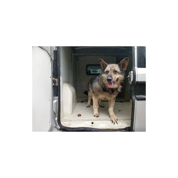 Znaleziono psa, Białystok, 13 lipca 2022