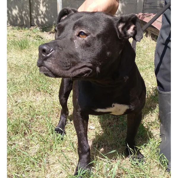 Znaleziono psa, Białystok, 30 czerwca 2022