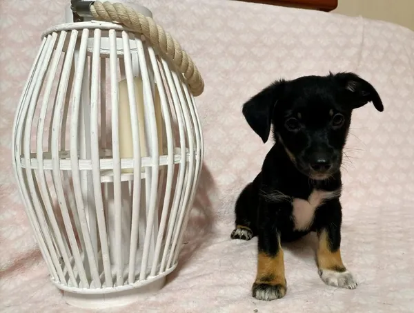 Znaleziono psa, Toruń, 8 czerwca 2022