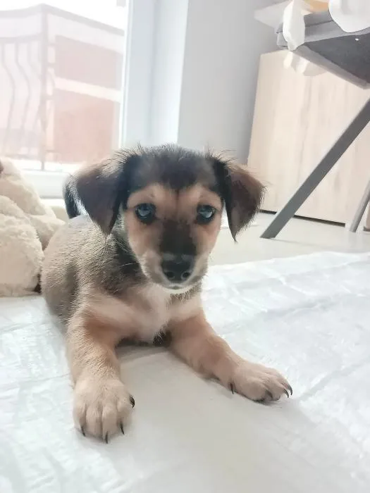 Znaleziono psa, Toruń, 1 lipca 2022