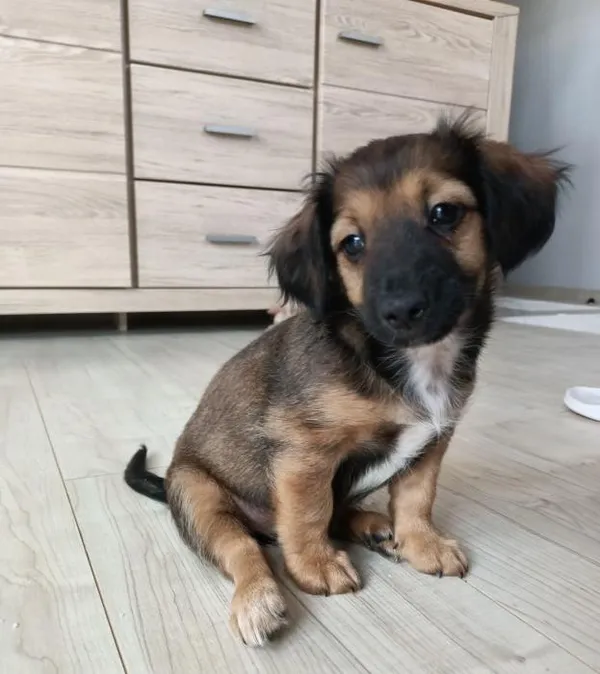 Znaleziono psa, Toruń, 1 lipca 2022