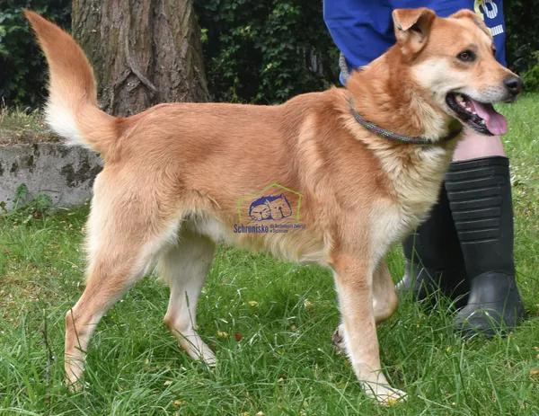 Znaleziono psa, Szczecin, 22 lipca 2022