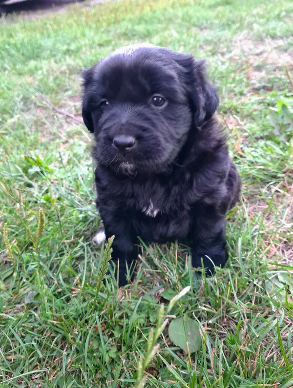 Oddam psa, Zwoleń, 10 sierpnia 2022 (1/4)