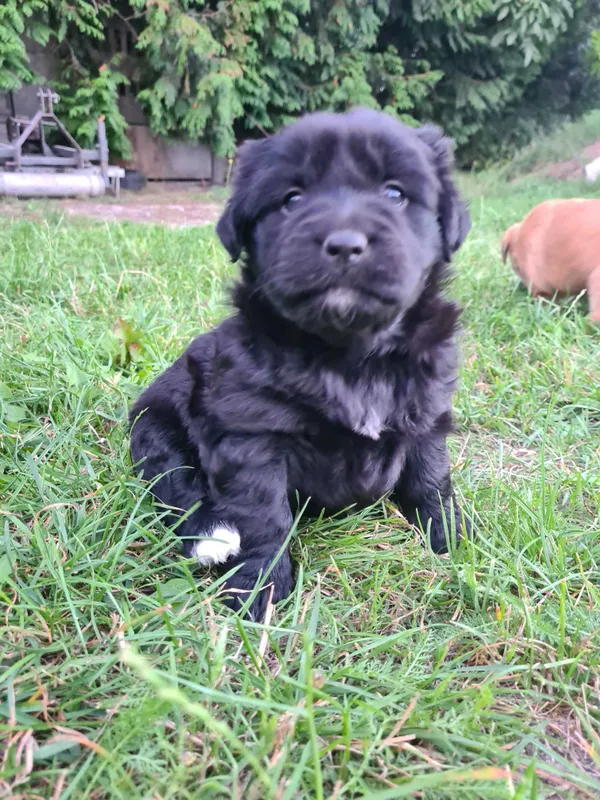 Oddam psa, Zwoleń, 10 sierpnia 2022 (2/4)