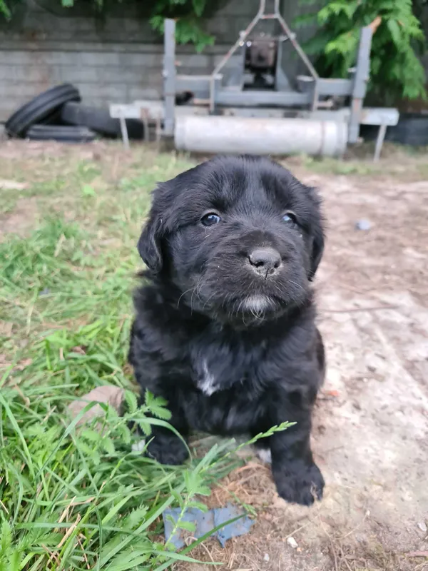 Oddam psa, Zwoleń, 10 sierpnia 2022 (3/4)