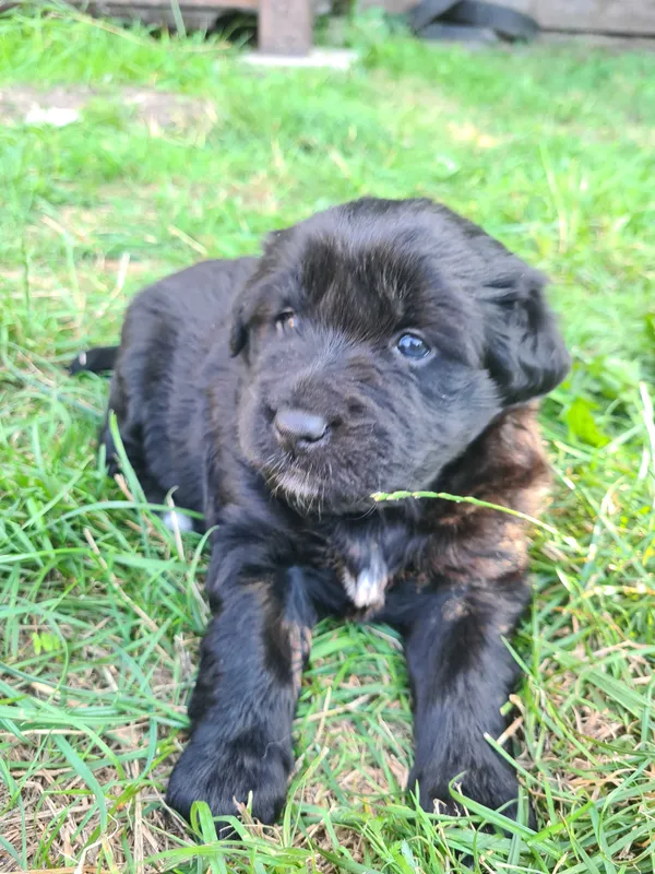 Oddam psa, Zwoleń, 10 sierpnia 2022 (4/4)