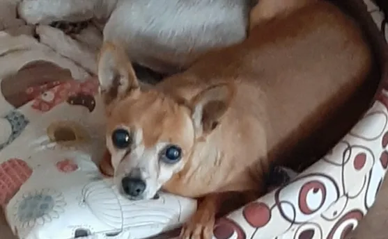 Zaginął pies, Łódź, 9 sierpnia 2022