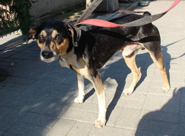 Znaleziono psa, Łódź, 3 sierpnia 2022 (2/11)