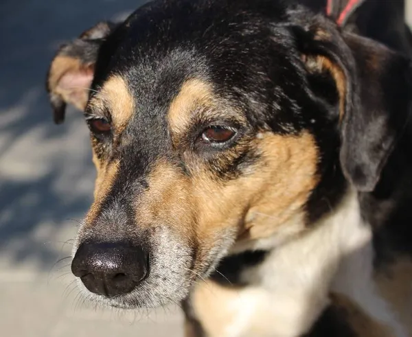 Znaleziono psa, Łódź, 3 sierpnia 2022 (4/11)