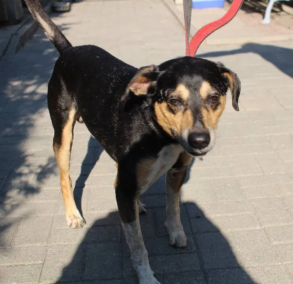 Znaleziono psa, Łódź, 3 sierpnia 2022 (6/11)