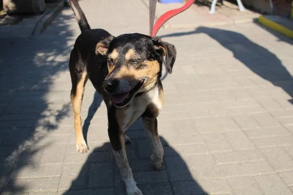 Znaleziono psa, Łódź, 3 sierpnia 2022 (7/11)