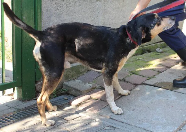 Znaleziono psa, Łódź, 3 sierpnia 2022 (8/11)