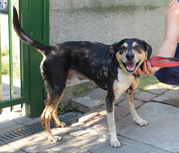 Znaleziono psa, Łódź, 3 sierpnia 2022 (9/11)