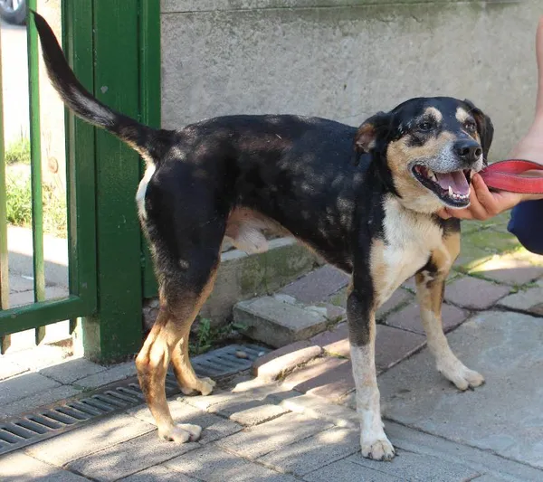 Znaleziono psa, Łódź, 3 sierpnia 2022 (10/11)