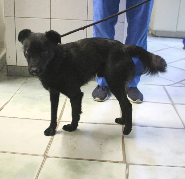 Znaleziono psa, Łódź, 11 sierpnia 2022 (2/4)