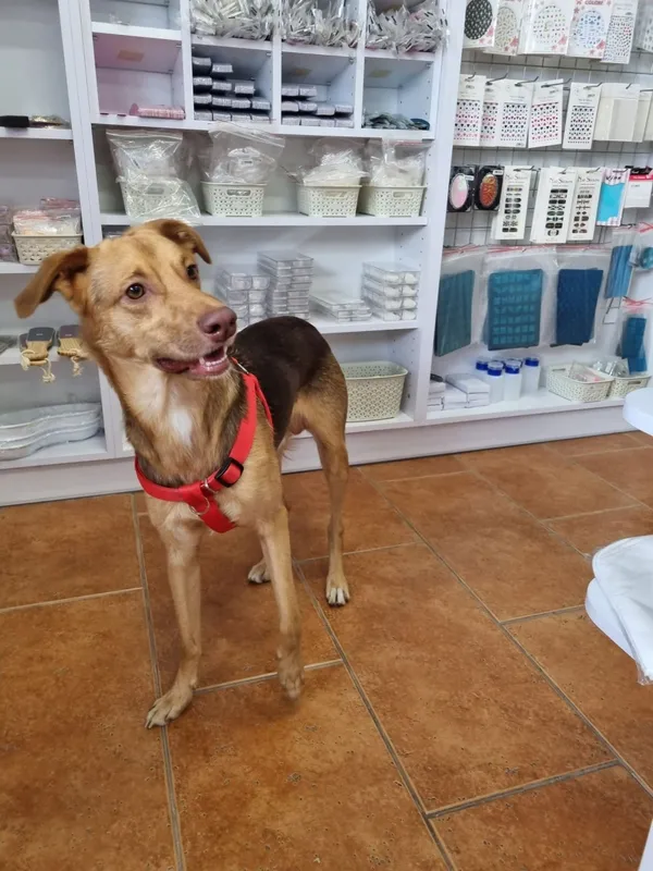 Znaleziono psa, Łódź, 12 sierpnia 2022