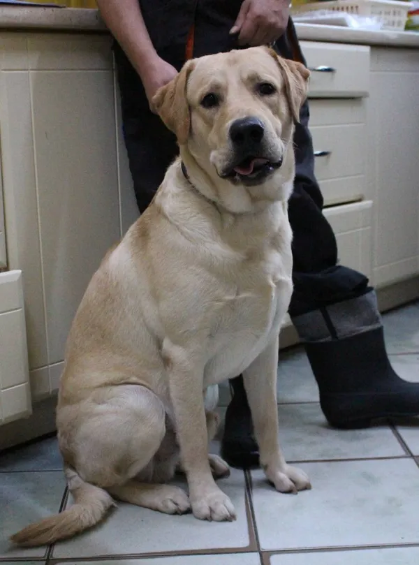 Znaleziono psa, Łódź, 19 sierpnia 2022 (3/3)