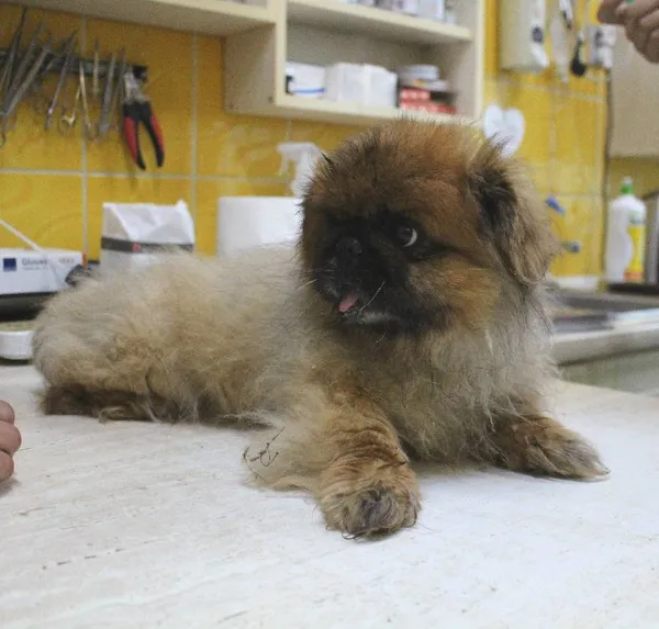 Znaleziono psa, Łódź, 17 sierpnia 2022 (3/5)