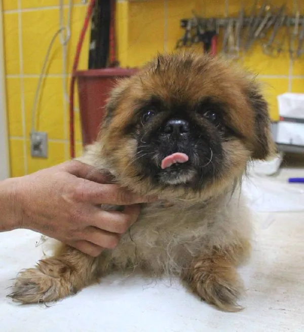 Znaleziono psa, Łódź, 17 sierpnia 2022 (5/5)