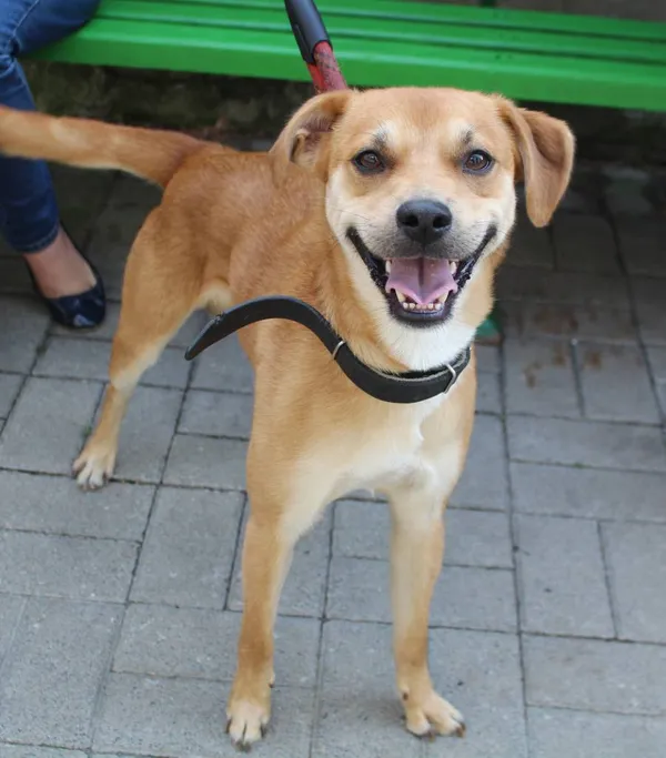 Znaleziono psa, Łódź, 16 sierpnia 2022 (5/5)