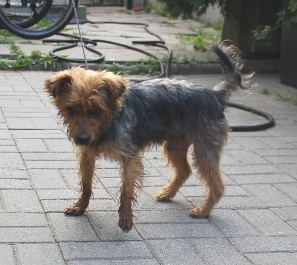 Znaleziono psa, Łódź, 16 sierpnia 2022 (1/6)