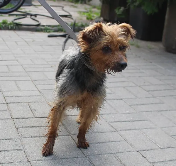 Znaleziono psa, Łódź, 16 sierpnia 2022 (2/6)