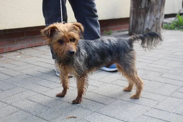 Znaleziono psa, Łódź, 16 sierpnia 2022 (4/6)