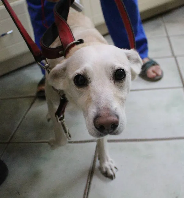 Znaleziono psa, Łódź, 13 sierpnia 2022 (1/5)