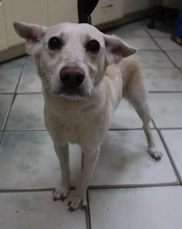 Znaleziono psa, Łódź, 13 sierpnia 2022 (2/5)