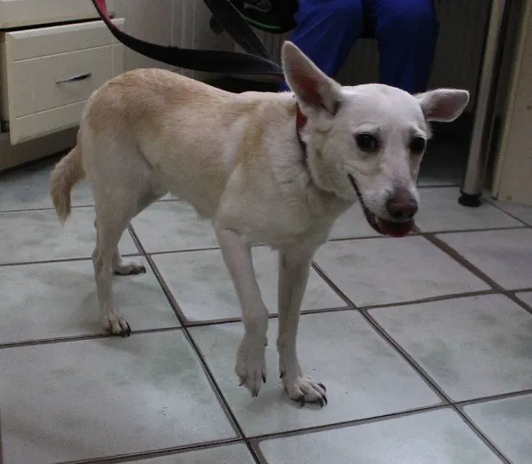 Znaleziono psa, Łódź, 13 sierpnia 2022 (3/5)