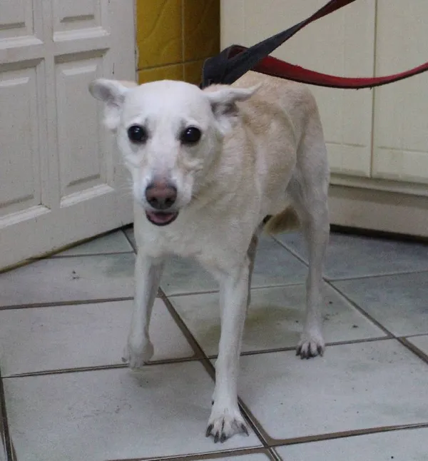 Znaleziono psa, Łódź, 13 sierpnia 2022 (4/5)