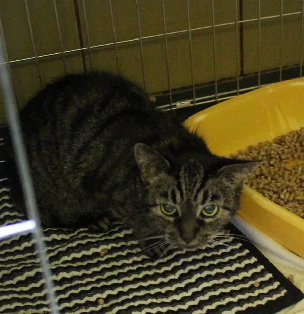 Znaleziono kota, Łódź, 16 sierpnia 2022 (1/2)