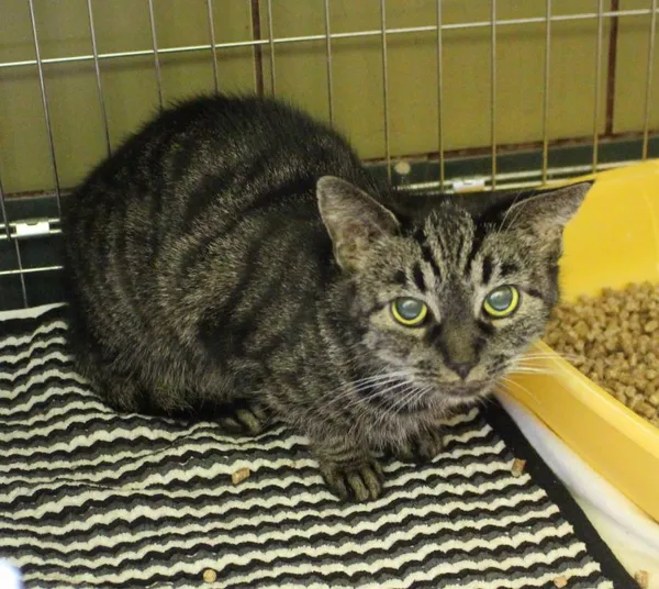 Znaleziono kota, Łódź, 16 sierpnia 2022 (2/2)