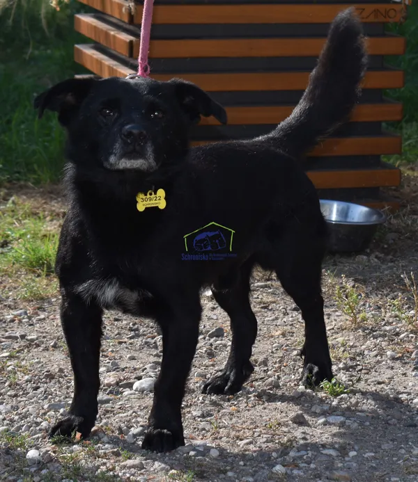 Pies do adopcji, Szczecin, 2 sierpnia 2022 (1/2)
