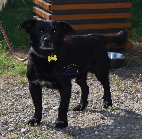 Pies do adopcji, Szczecin, 2 sierpnia 2022 (2/2)