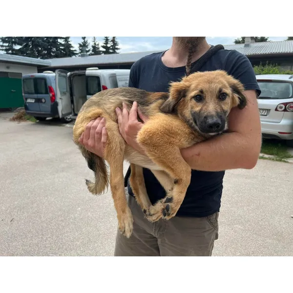 Znaleziono psa, Białystok, 17 sierpnia 2022