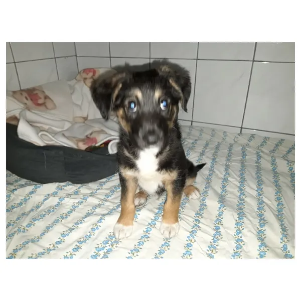 Znaleziono psa, Białystok, 10 sierpnia 2022