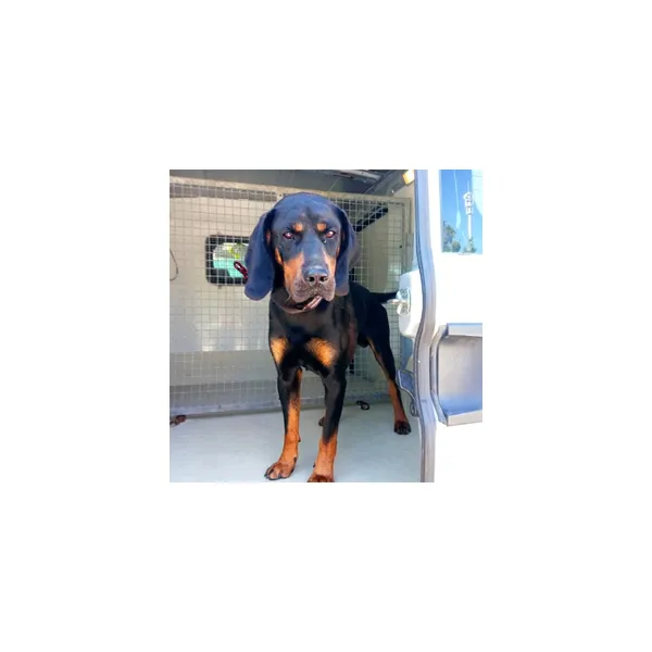 Znaleziono psa, Białystok, 11 sierpnia 2022