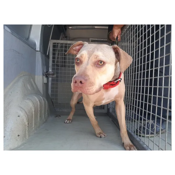 Znaleziono psa, Białystok, 20 lipca 2022