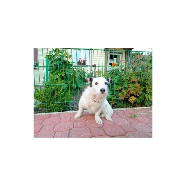 Znaleziono psa, Białystok, 22 lipca 2022