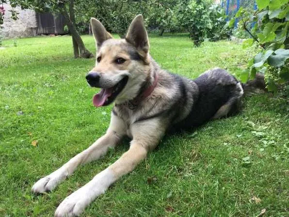 Zaginął pies, Olszany, 20 sierpnia 2022